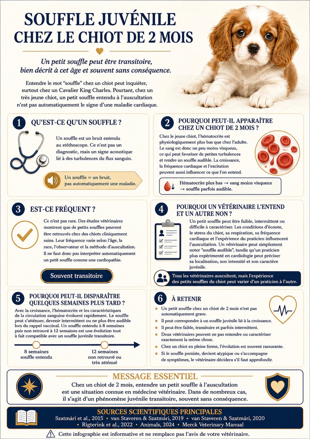 Infographie expliquant le souffle juvénile parfois transitoire chez un chiot de 2 mois et les éléments suivis par le vétérinaire