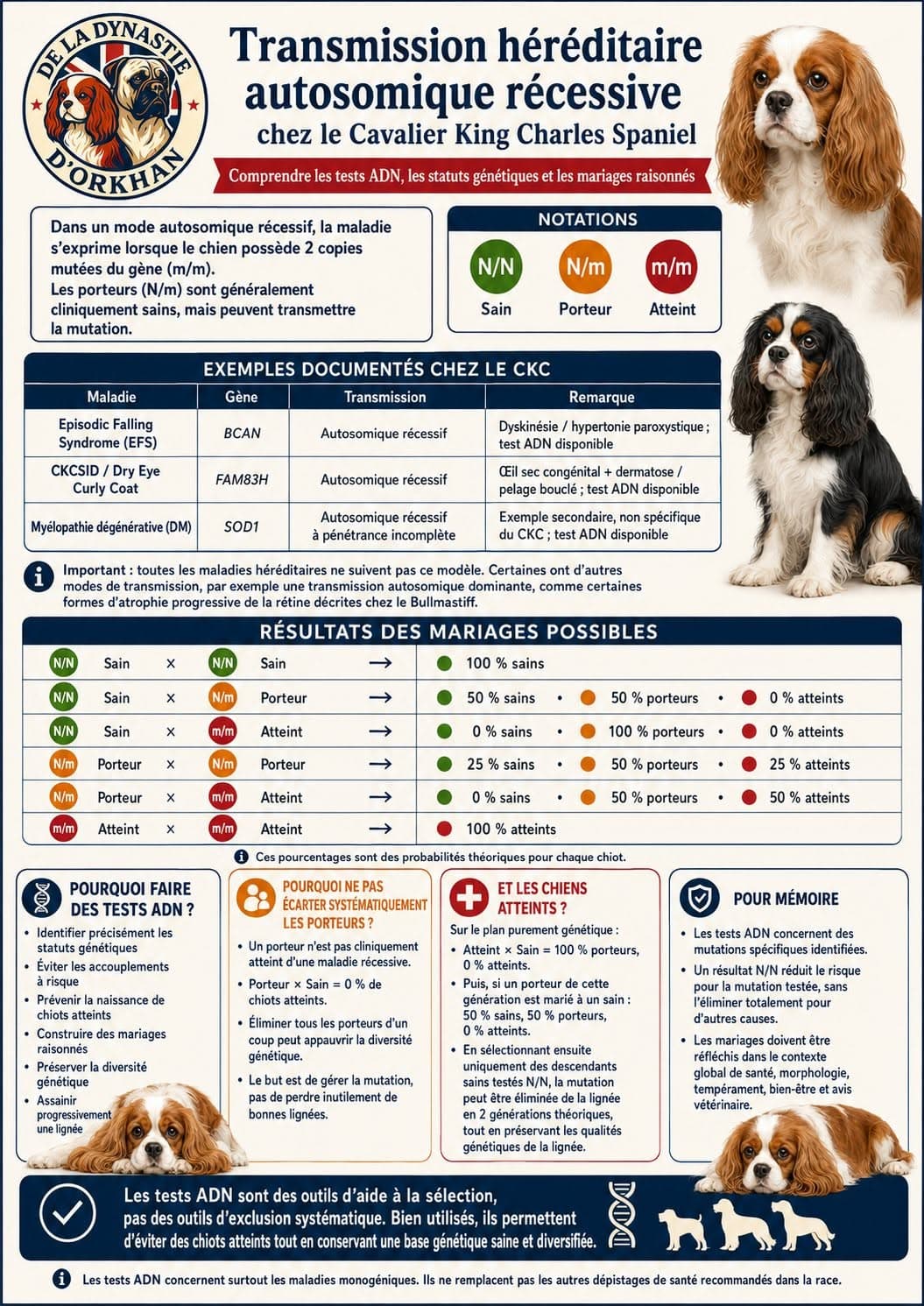 Infographie expliquant la transmission autosomique récessive, les statuts N/N, N/m et m/m et les croisements possibles chez le Cavalier King Charles