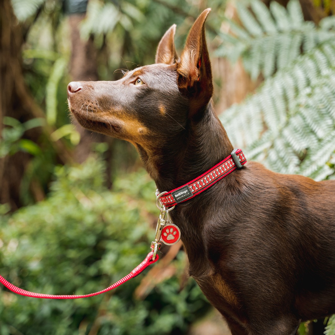 Chien portant une médaille Red Dingo patte rouge sur son collier