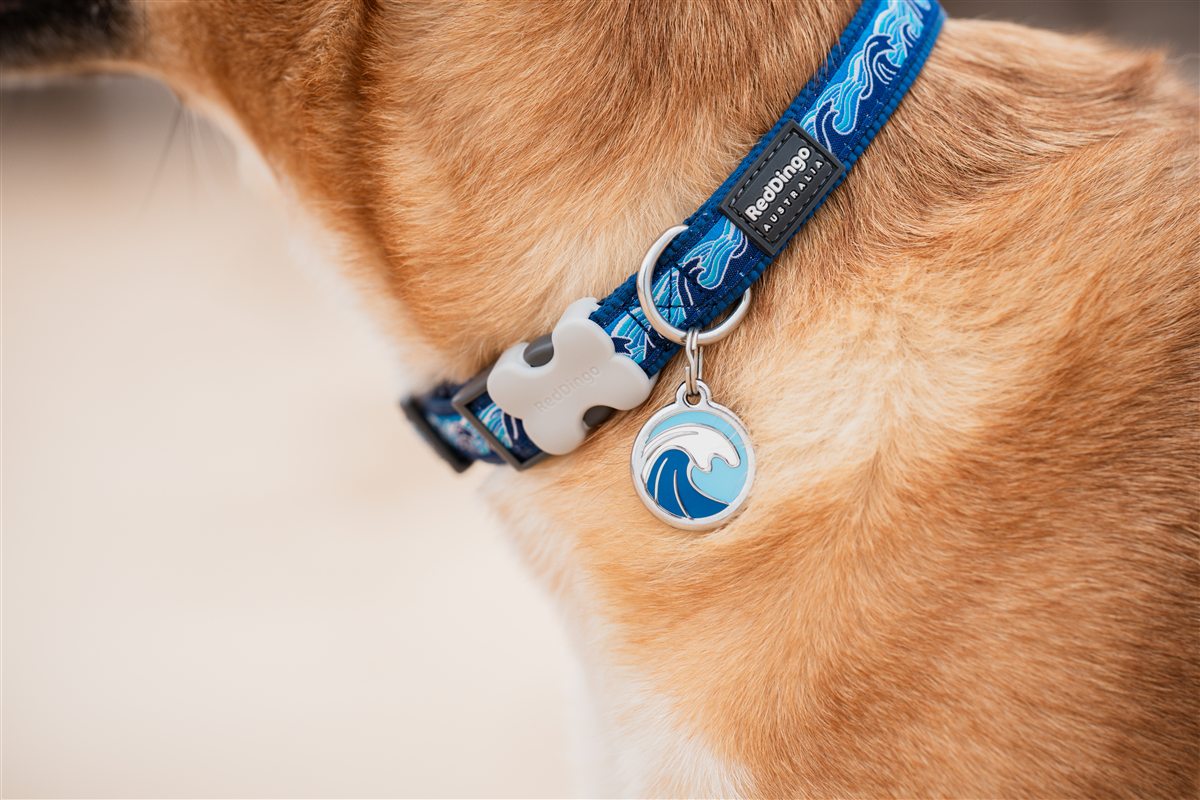 Gros plan d'une médaille Red Dingo attachée à un collier bleu
